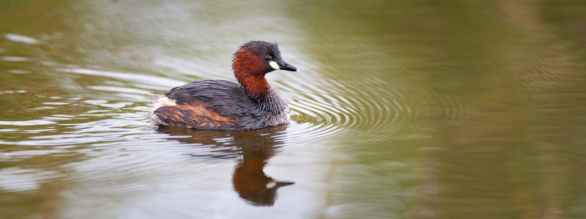 little grebe